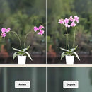 Hastes para Suporte de Plantas Bigstock (KIT 20 PCS)