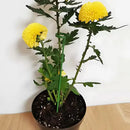 Hastes para Suporte de Plantas Bigstock (KIT 20 PCS)